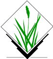 GRASS